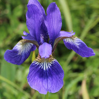 Irisspring